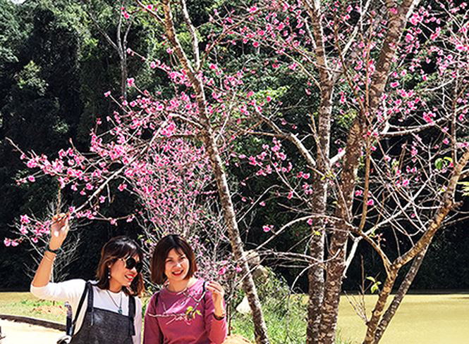 Anh đào có nguồn gốc Nhật Bản bung hoa rực rỡ ở Đà Lạt.