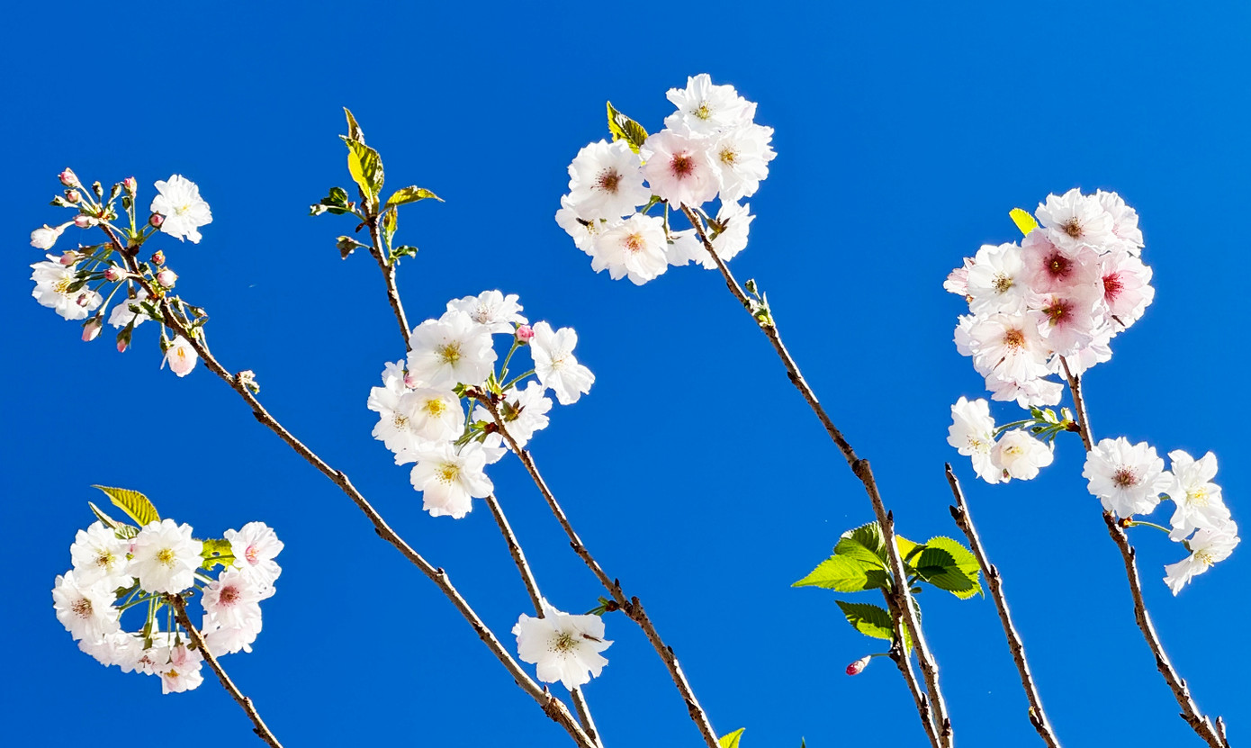 Anh đào Nhật Bản được ghép thành công trên cây đào chuông, nở hoa tại Lâm Đồng