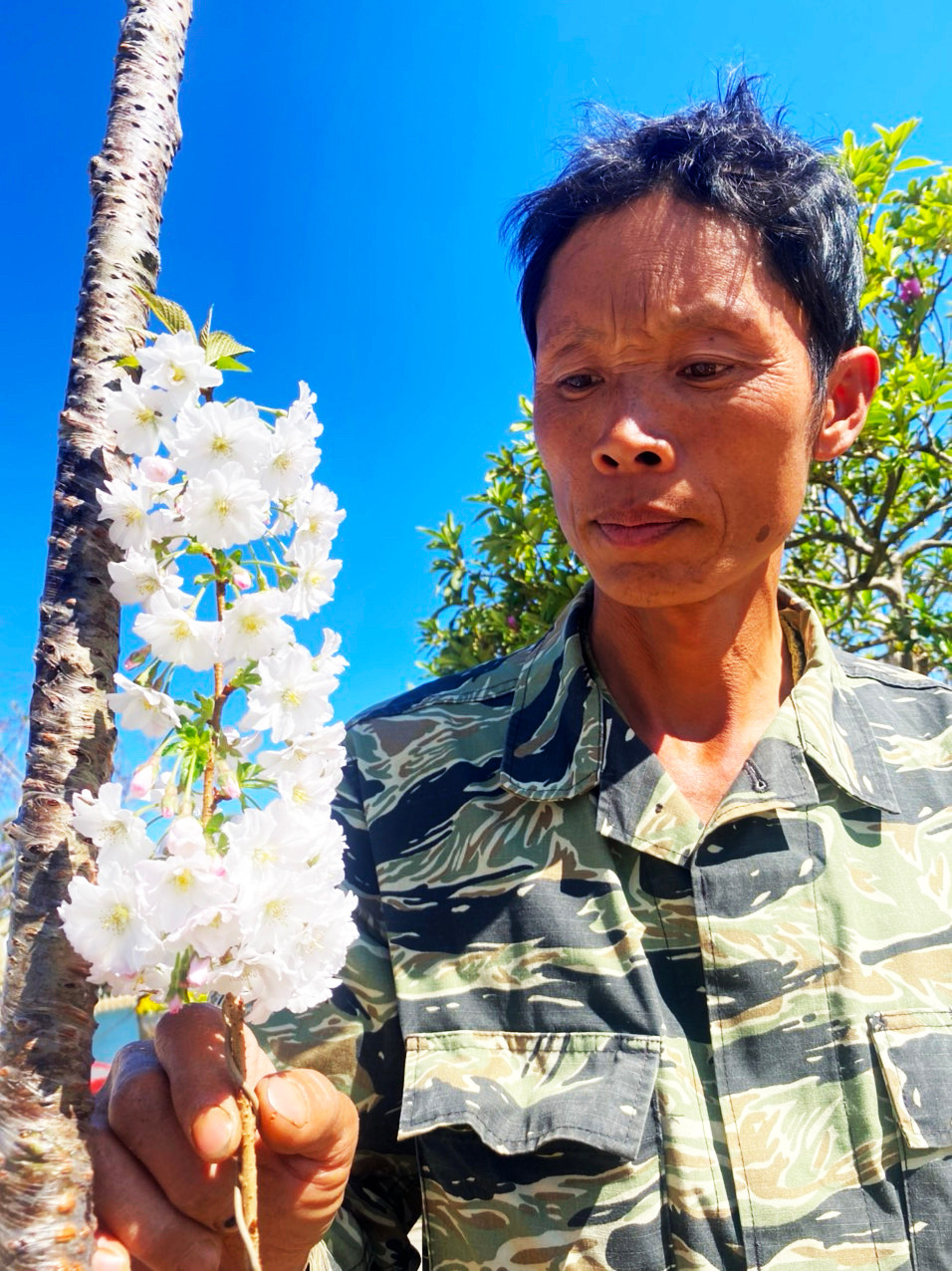 Người ghép thành công mầm chồi anh đào Nhật trên cây đào chuông ở miền núi phía Bắc Việt Nam.