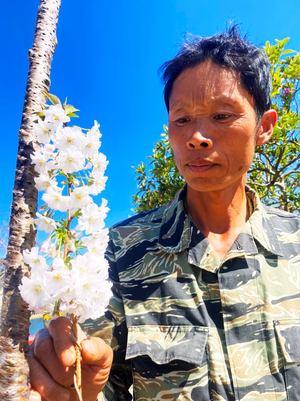 Người ghép thành công mầm chồi anh đào Nhật trên cây đào chuông ở miền núi phía Bắc Việt Nam.