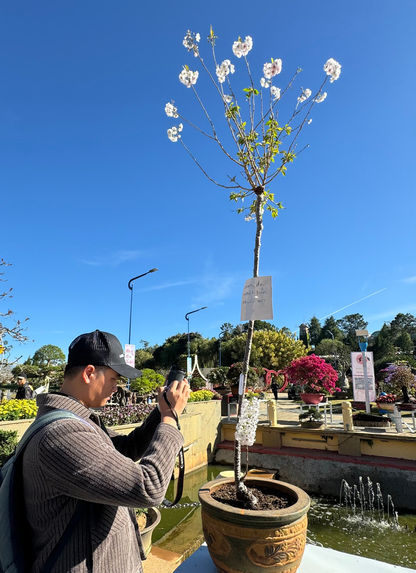 Khách du lịch thích thú chụp ảnh cây anh đào ở vườn hoa Đà Lạt, có nguồn gốc từ Nhật Bản.