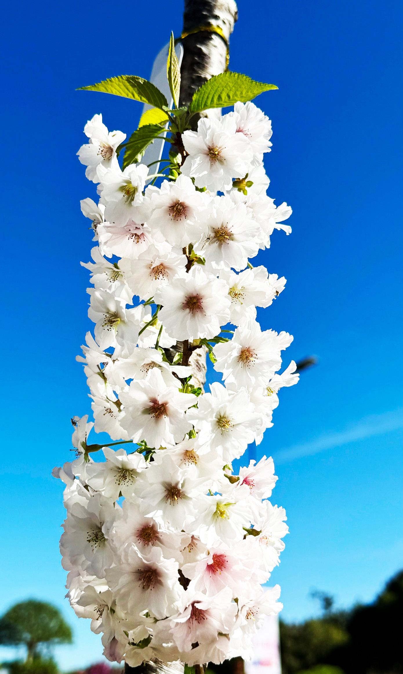 Anh đào Nhật Bản sai hoa.