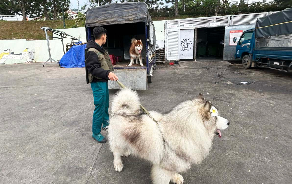 Đưa những chú chó không được rọ mõm về nơi xử lý