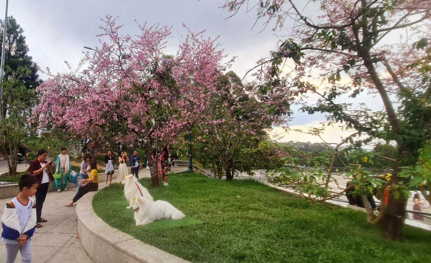 Chó Alaska án ngữ ở vị trí đẹp nhất dưới gốc mai anh đào tại quảng trường Lâm Viên