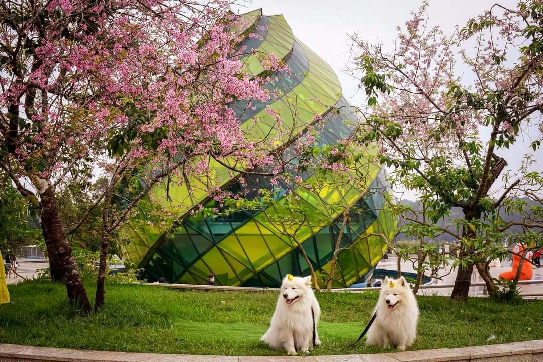 Những chú chó to lớn không được rọ mõm ở nơi công cộng