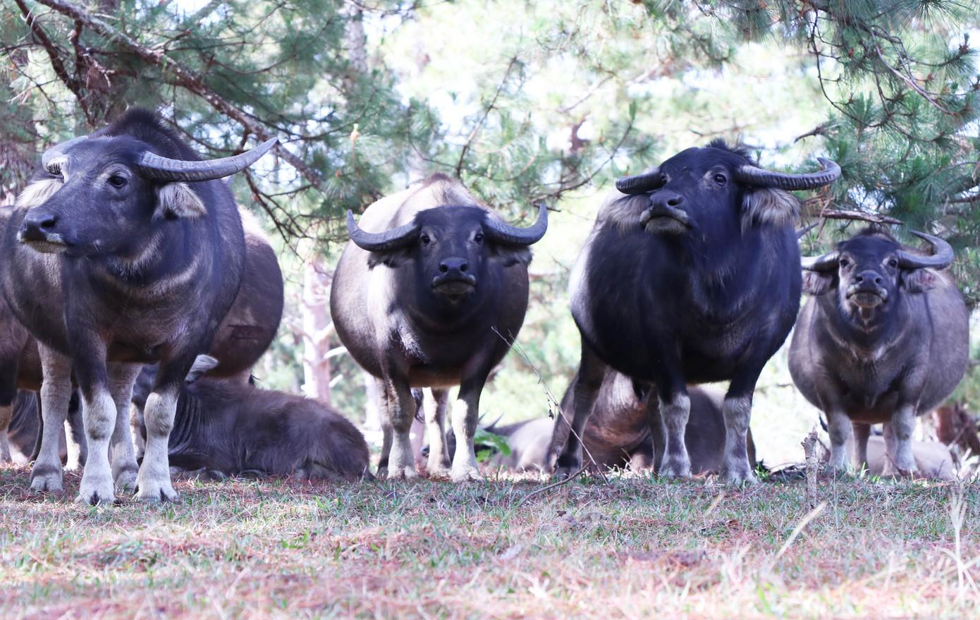 Trâu ở Lạc Dương có chất lượng thịt ngon hàng đầu Việt Nam Trâu ở Lạc Dương có chất lượng thịt ngon hàng đầu Việt Nam