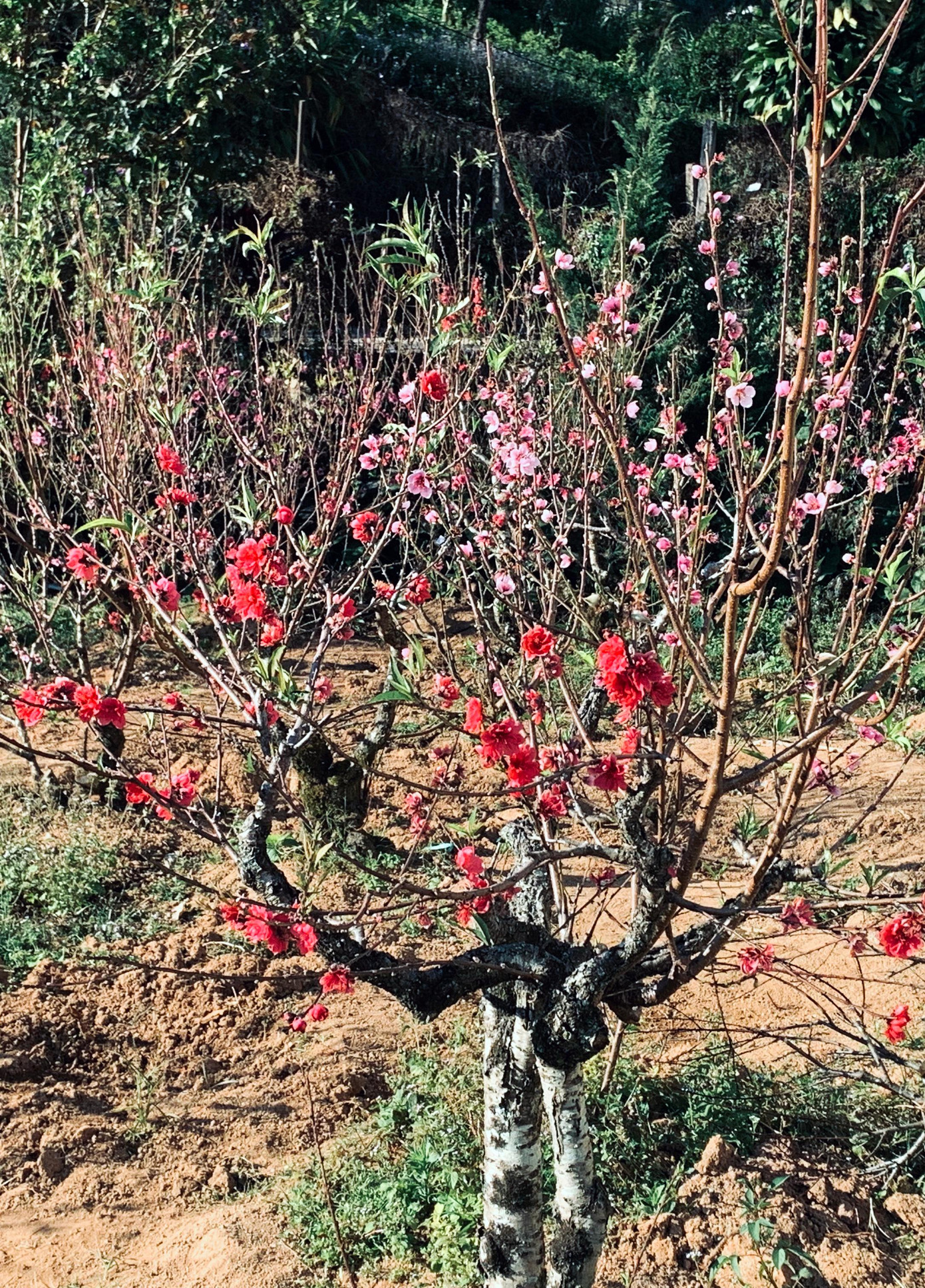 Gốc đào Đà Lạt ghép cùng lúc các loại hồng đào và bích đào của làng hoa Nhật Tân Gốc đào Đà Lạt ghép cùng lúc các loại hồng đào và bích đào của làng hoa Nhật Tân