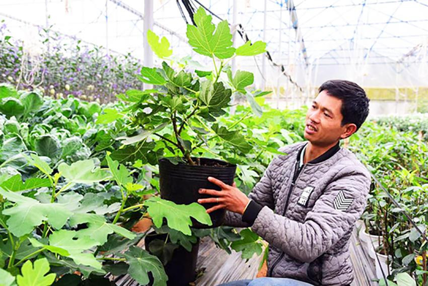 Sung Mỹ vừa là cây kiểng vừa cho trái để chưng Tết