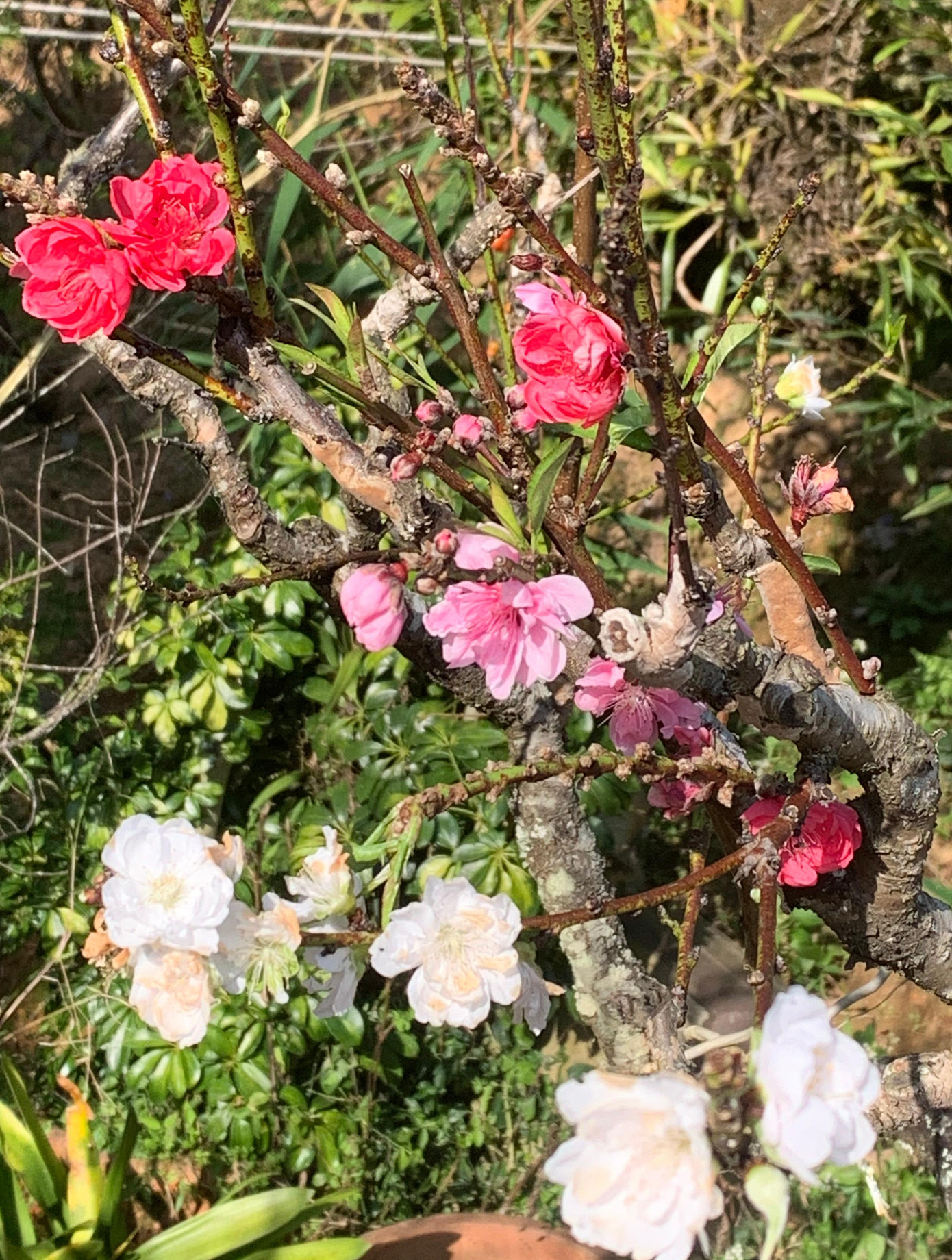 Cây rêu mốc, còn hoa thì tươi thắm tuyệt đẹp Cây rêu mốc, còn hoa thì tươi thắm tuyệt đẹp