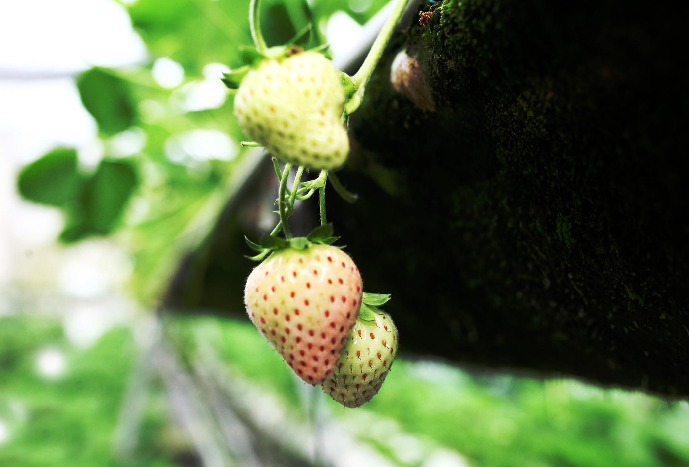 Trồng thành công dâu bạch tuyết tại Đà Lạt