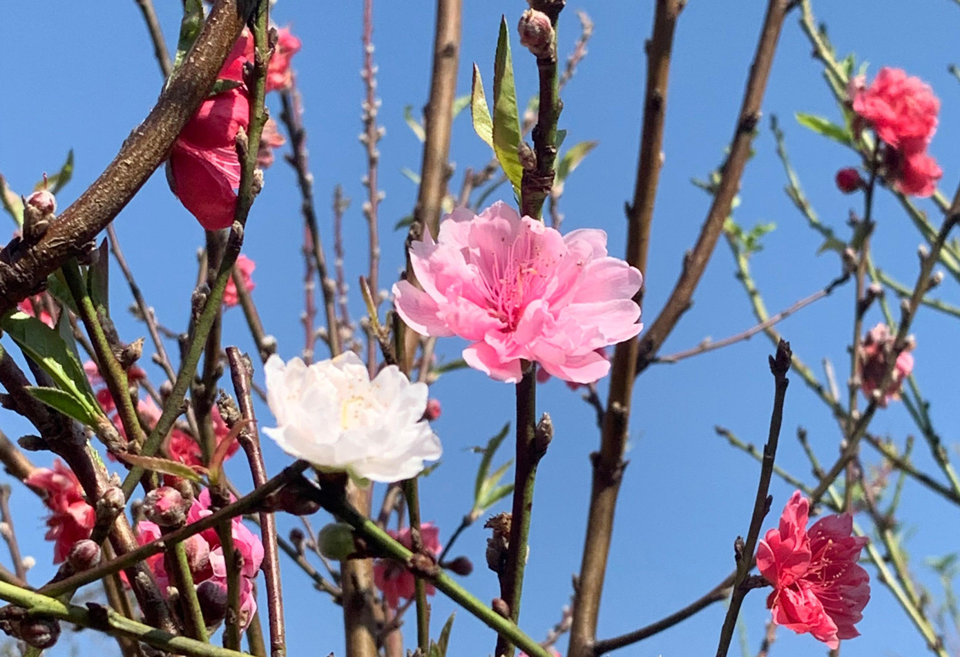 Một cây đào có 3 màu hoa trắng, hồng và đỏ thắm Một cây đào có 3 màu hoa trắng, hồng và đỏ thắm