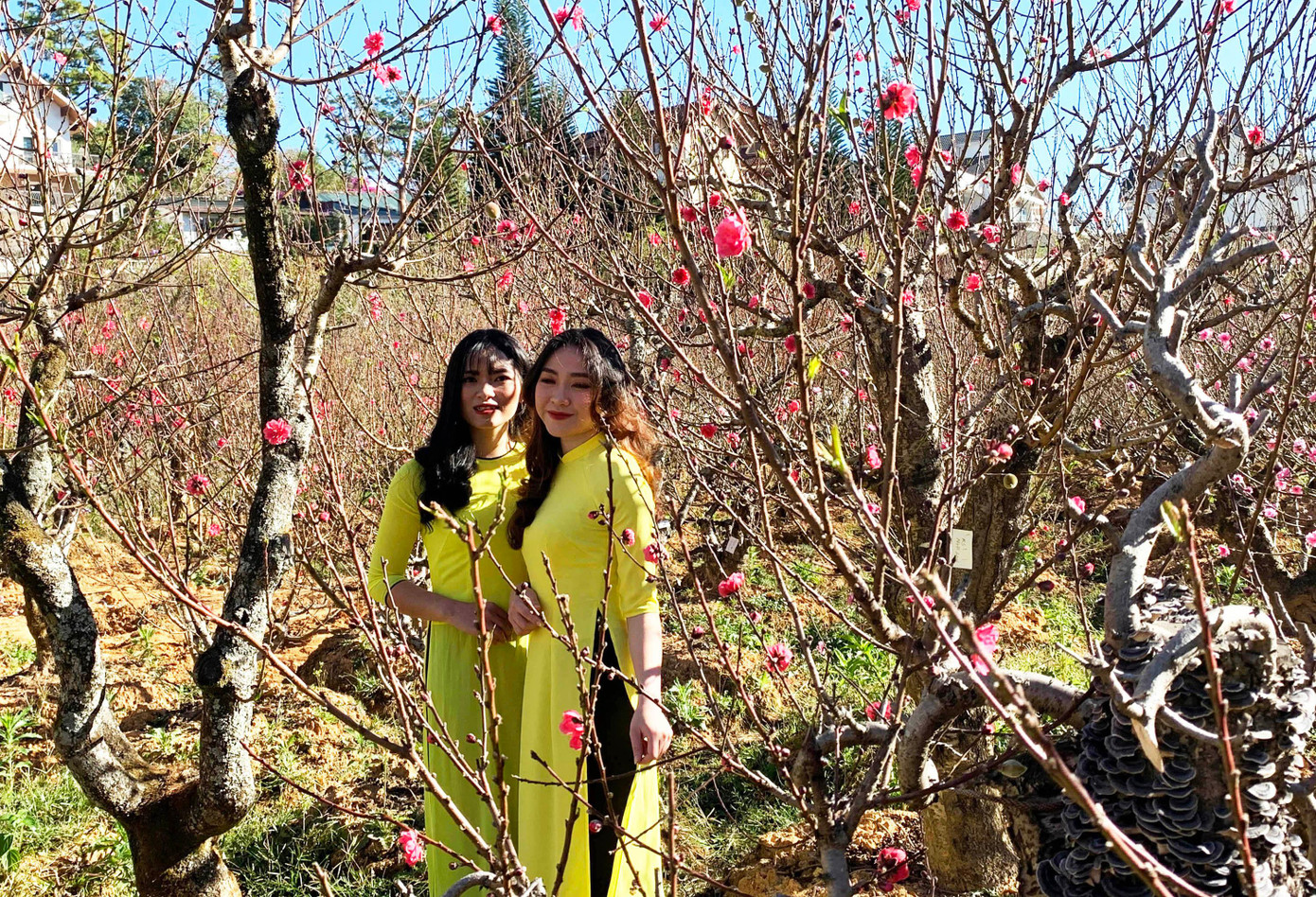 Chụp ảnh lưu niệm trong Thung lũng hoa đào ở Đà Lạt Chụp ảnh lưu niệm trong Thung lũng hoa đào ở Đà Lạt