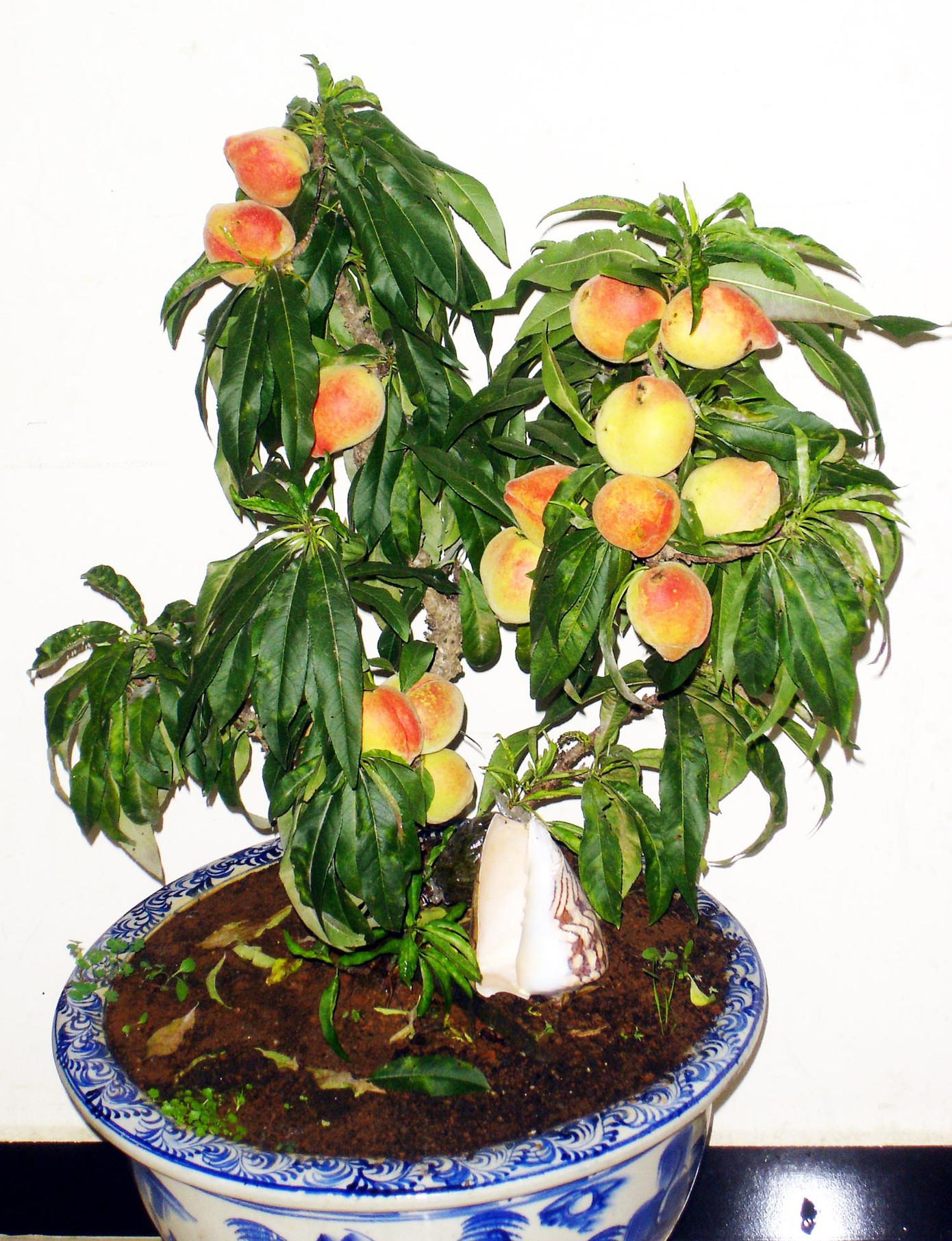 Cây đào thất thốn trĩu quả của nghệ nhân Vũ Thành Hưng