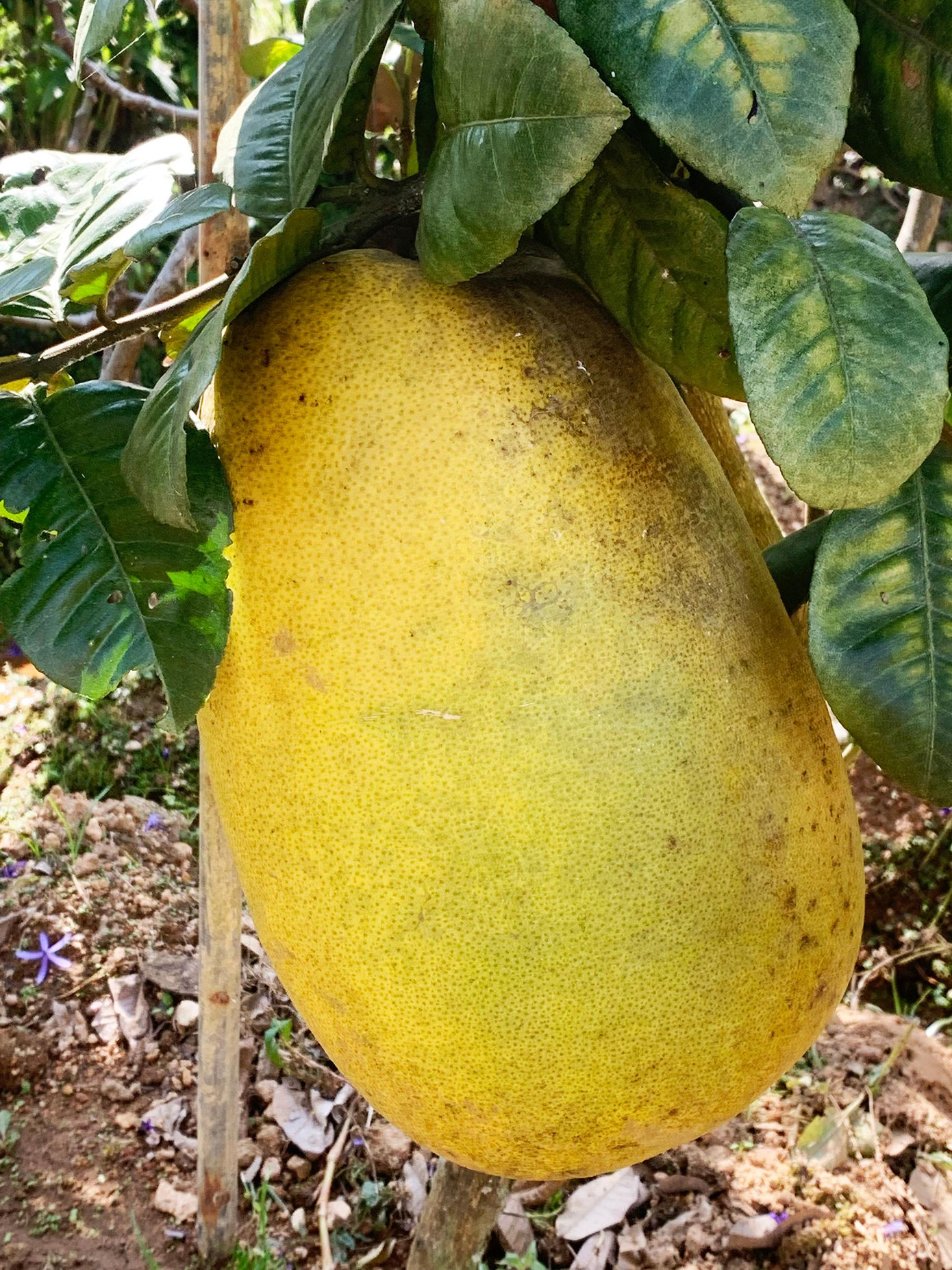 Quả chanh yên nặng 5kg