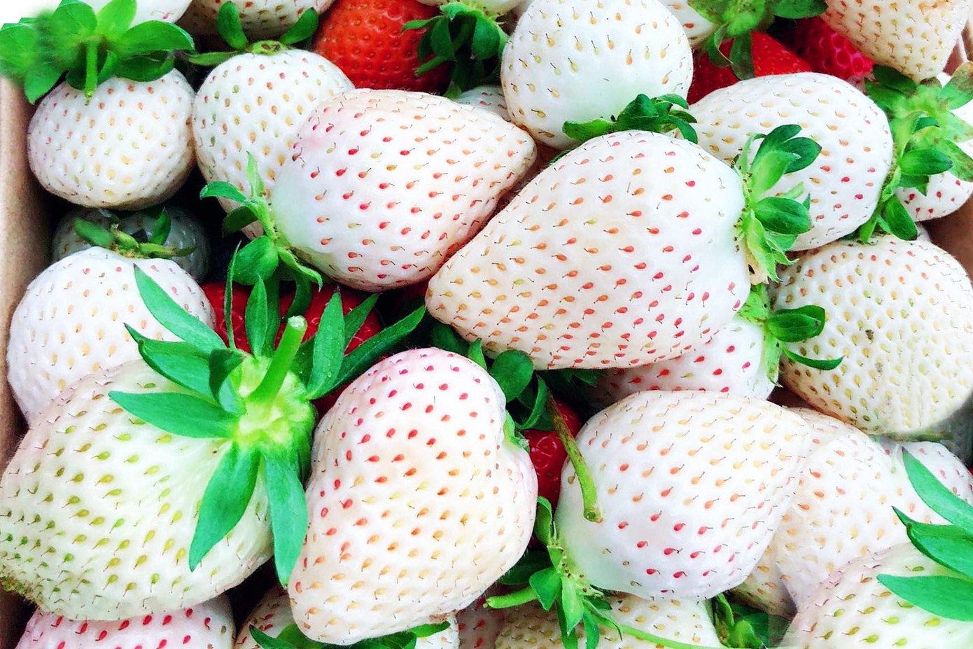 Loại quả cung không đủ cầu