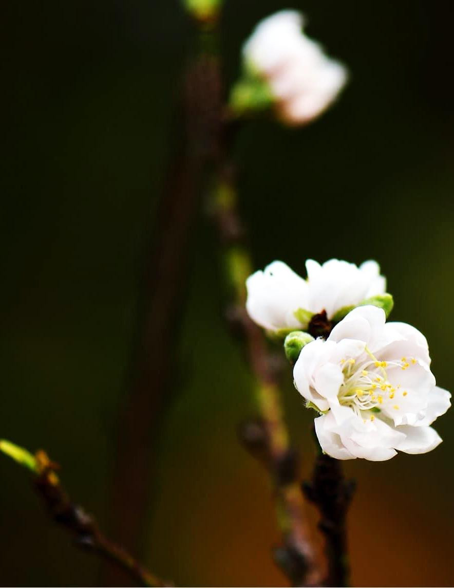 Bạch đào Phú Thượng được lai ghép, nở hoa ở xứ lạnh Đà Lạt Bạch đào Phú Thượng được lai ghép, nở hoa ở xứ lạnh Đà Lạt