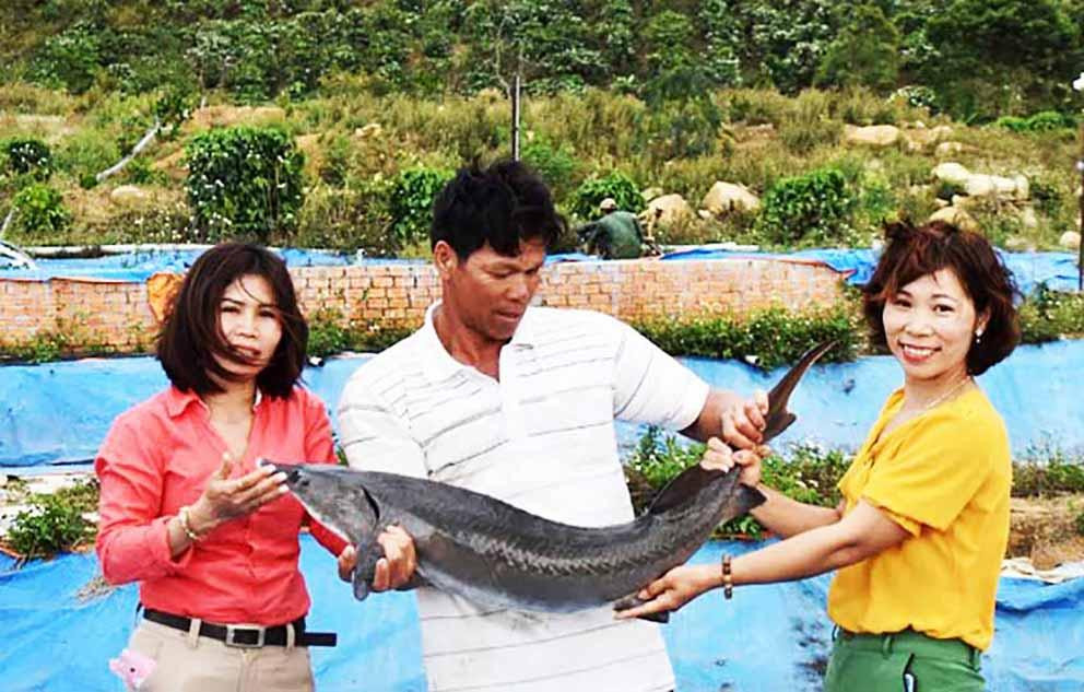 Đam Rông là một trong những địa phương hiếm hoi ở Việt Nam nuôi được cá tằm