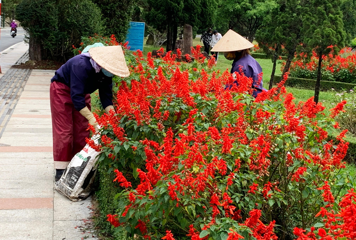 Chăm sóc hoa, dọn cỏ rác trên đường phố Đà Lạt Chăm sóc hoa, dọn cỏ rác trên đường phố Đà Lạt