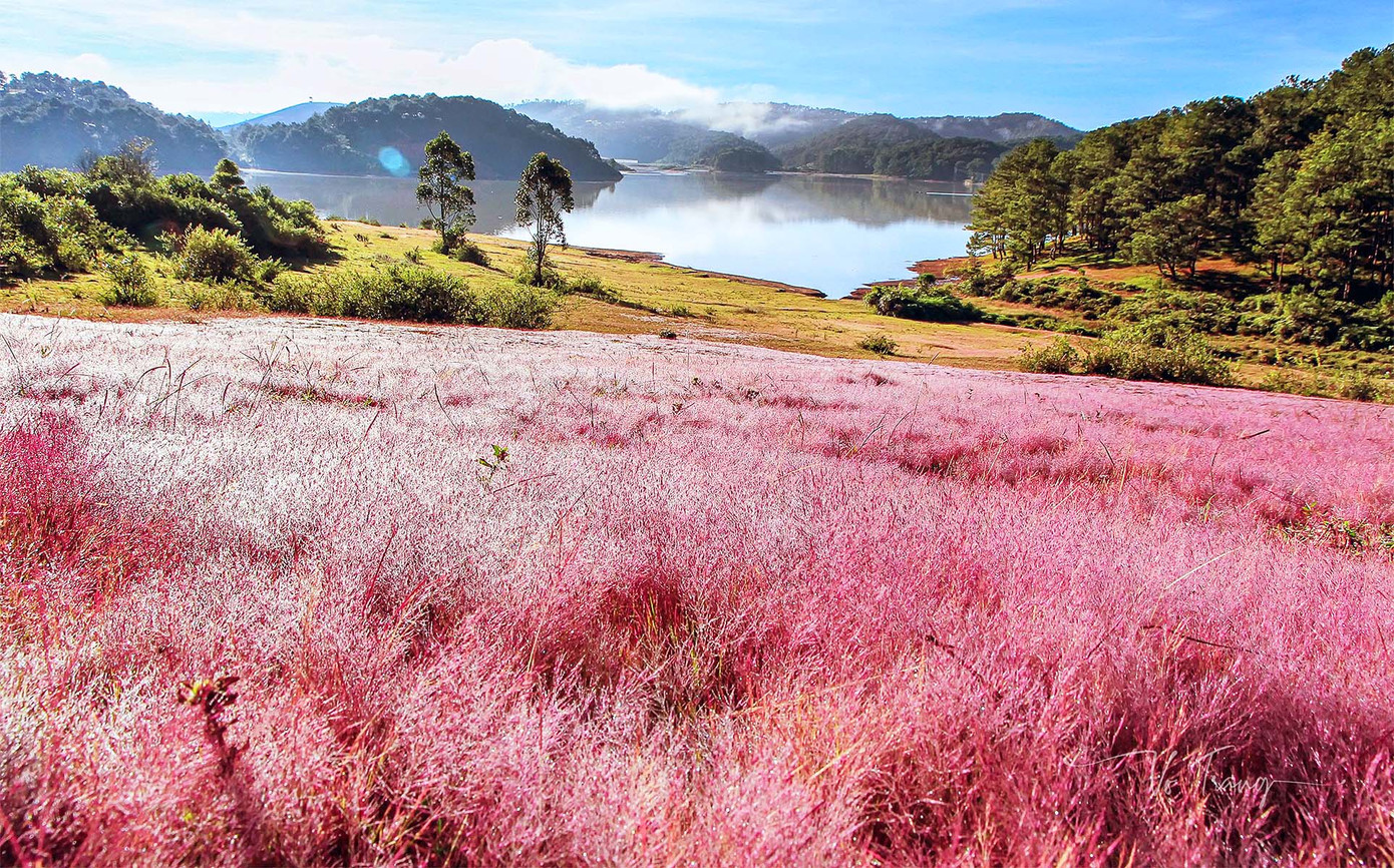 Cỏ hồng trên cao nguyên Lang Biang Cỏ hồng trên cao nguyên Lang Biang