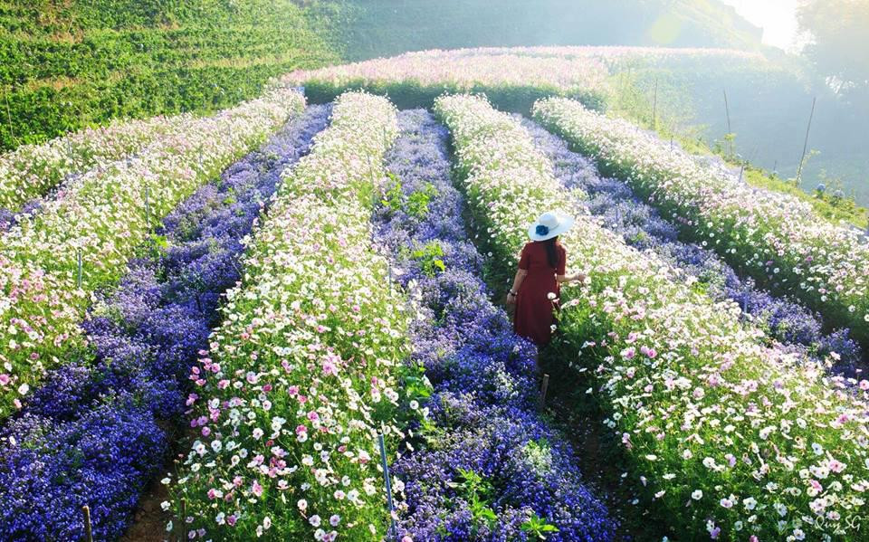 Một góc cánh đồng hoa Đà Lạt
