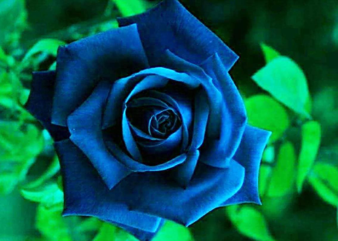 Hoa hồng xanh