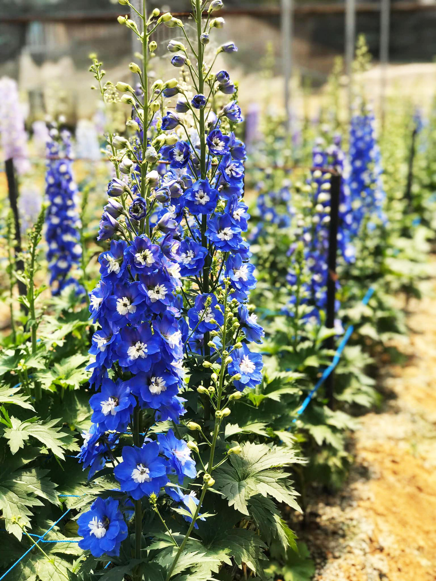 Delphinium trồng tại phường 11, Đà Lạt