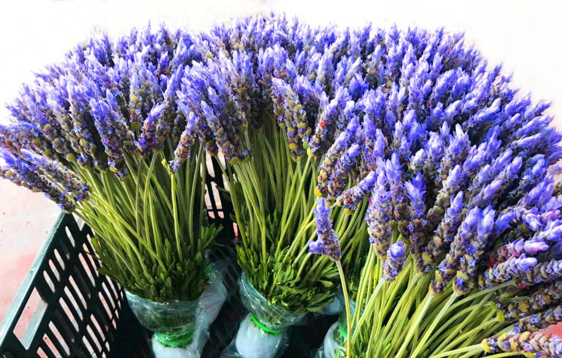 Hoa oải hương trồng ở Vạn Thành, Đà lạt