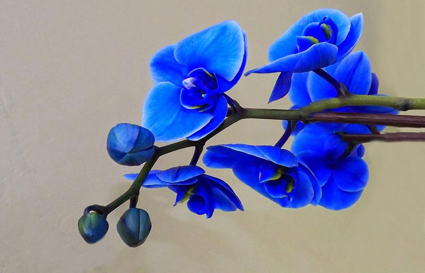 Lan hồ điệp màu xanh dương được ưa thích