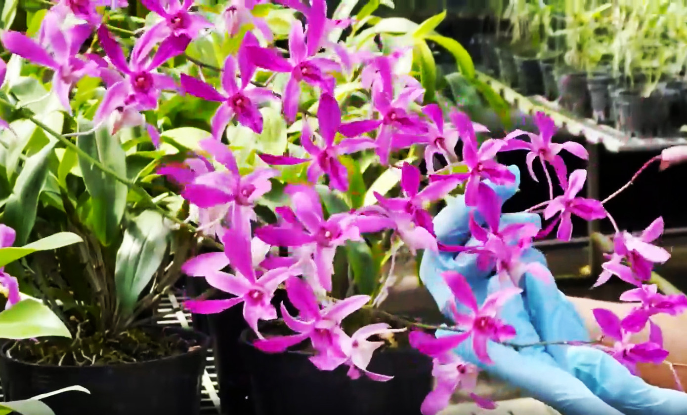 Dày công chăm sóc để hoa nở đúng dịp Tết Dày công chăm sóc để hoa nở đúng dịp Tết