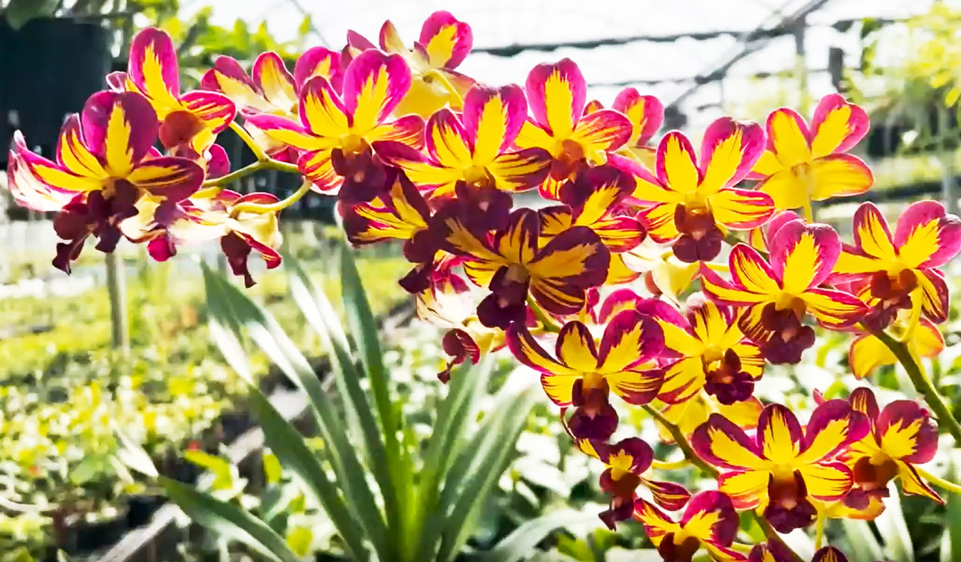 Phong lan đột biến Dendro chớp vàng đỏ xưa Phong lan đột biến Dendro chớp vàng đỏ xưa