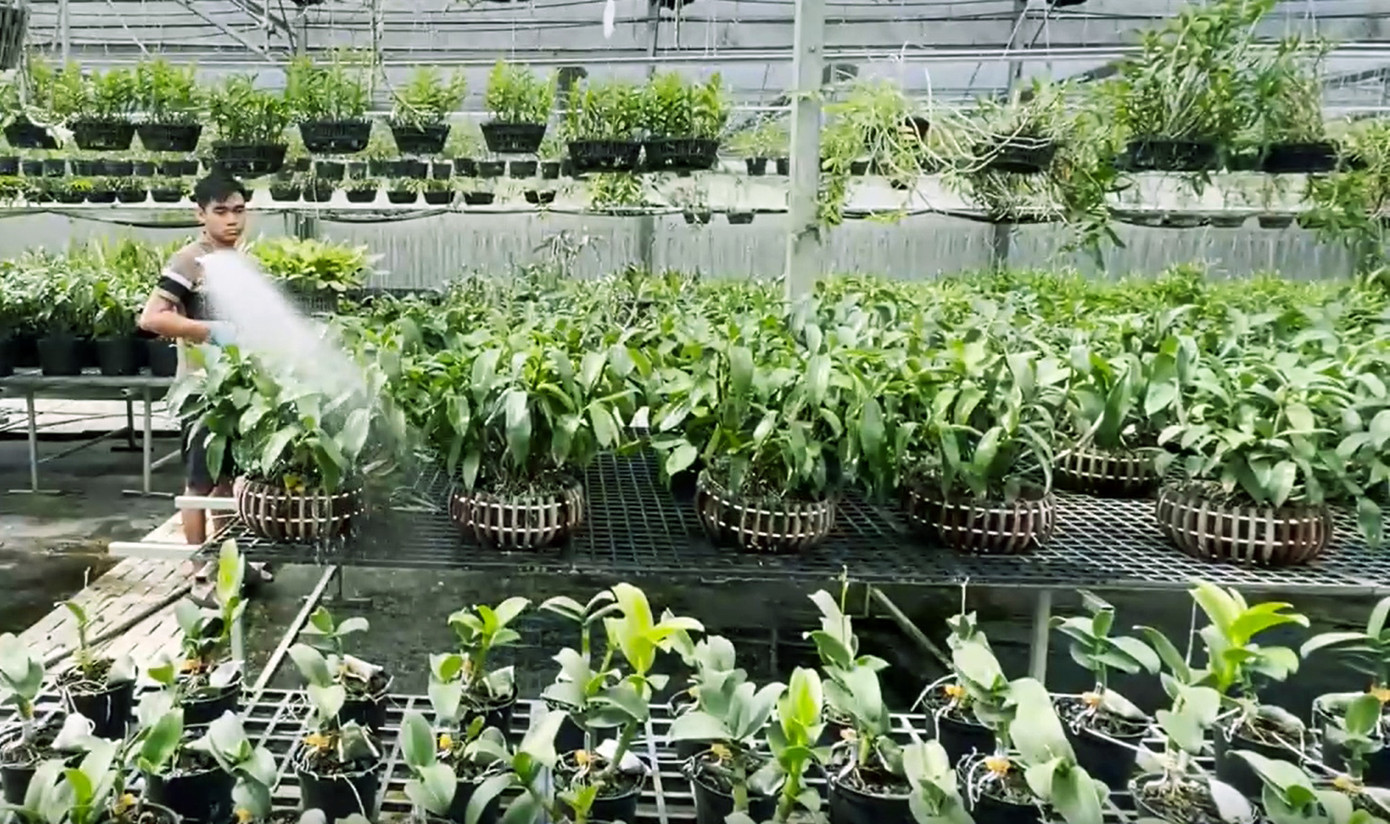 Vườn lan được thiết kế nhiều tầng để tận dụng diện tích ươm trồng hoa lan Vườn lan được thiết kế nhiều tầng để tận dụng diện tích ươm trồng hoa lan