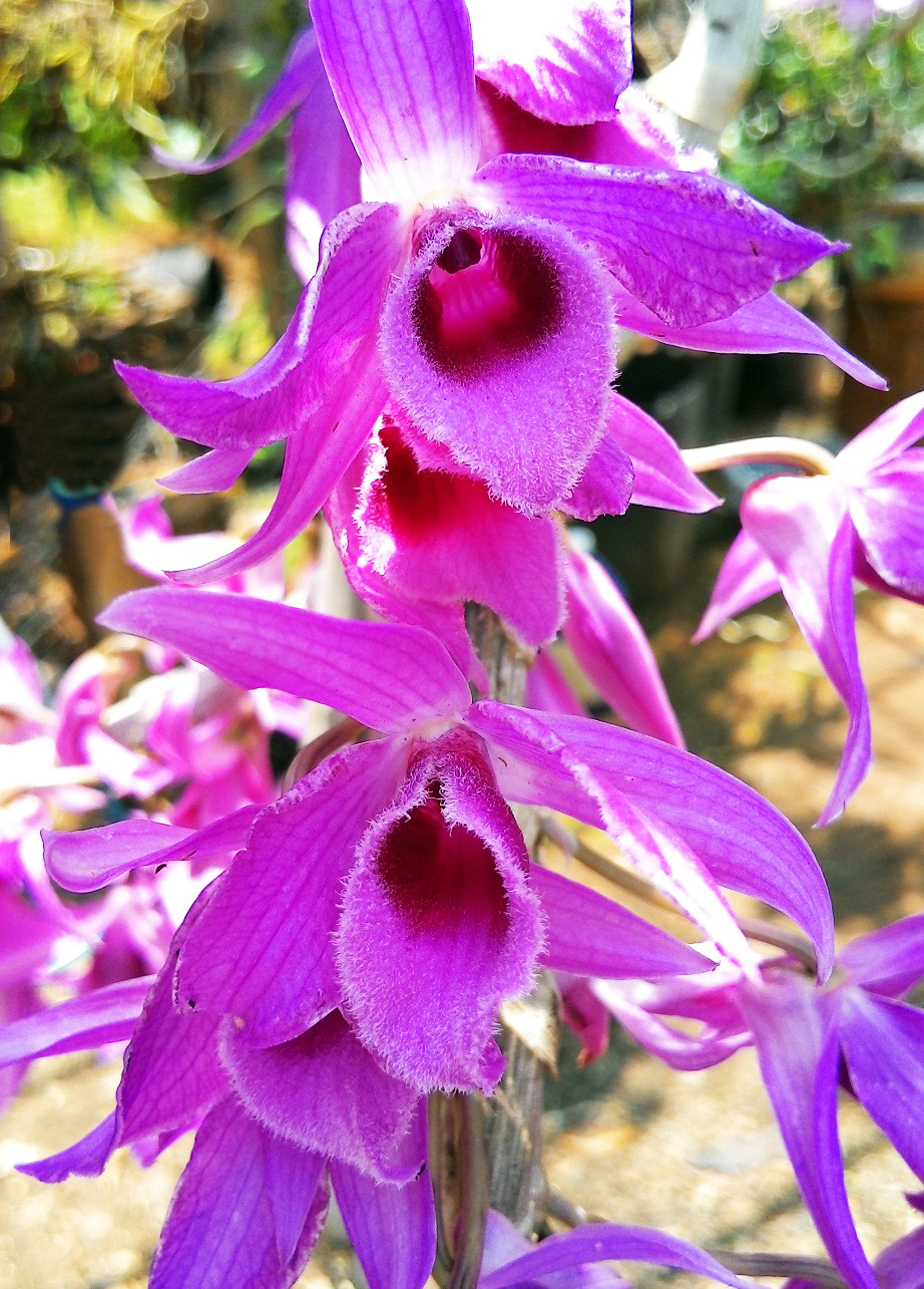 Loài lan quý cho hoa đẹp Loài lan quý cho hoa đẹp