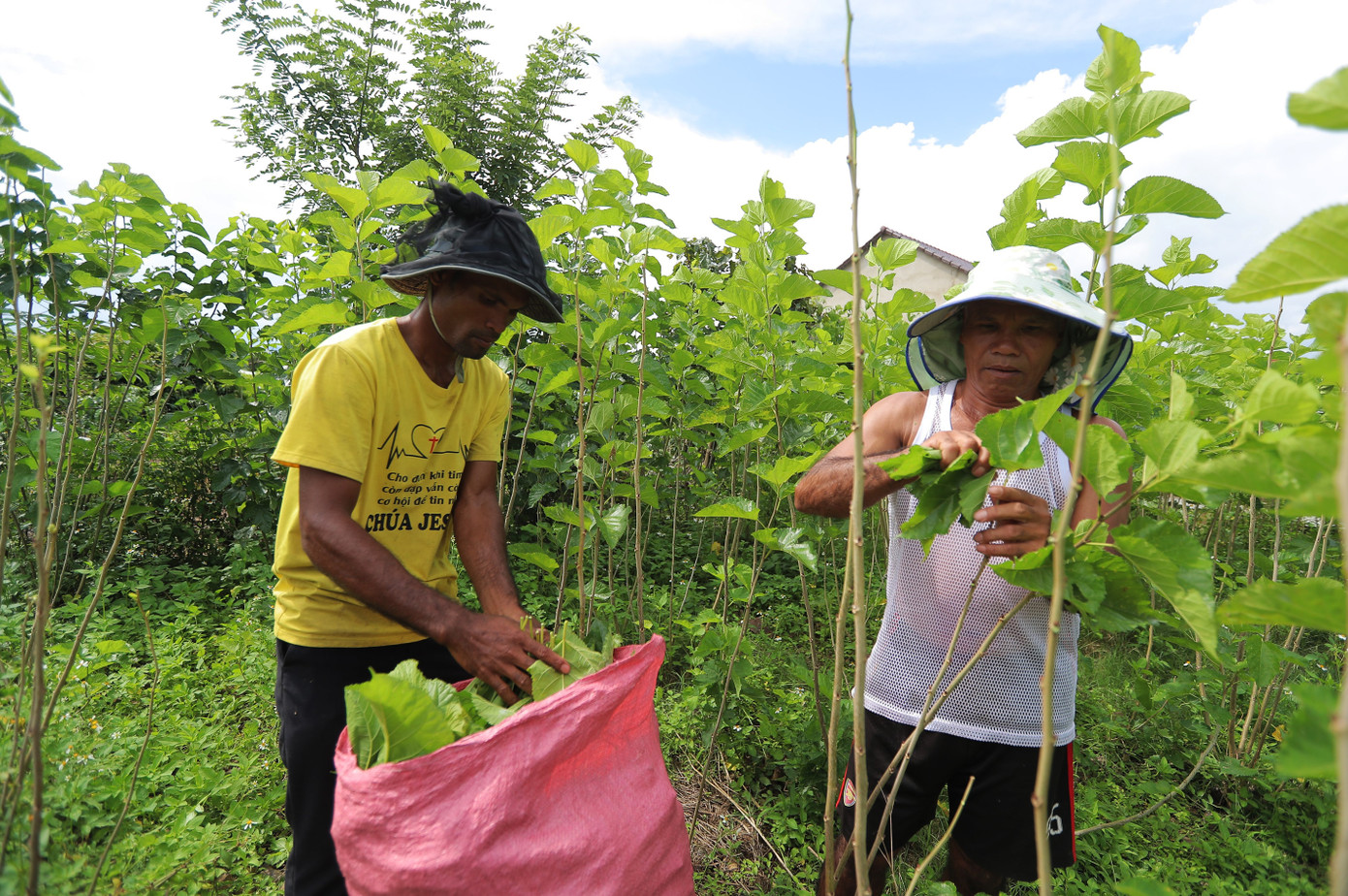 Đồng bào dân tộc thiểu số ở huyện Lâm Hà nâng cao thu nhập nhờ trồng dâu nuôi tằm