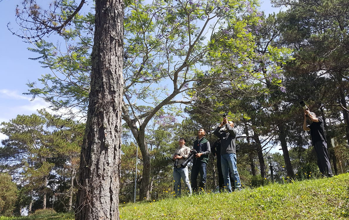 Là một trong 221 vùng chim đặc hữu của thế giới, Bidoup-Núi Bà thu hút nhiều người đến ngắm chim