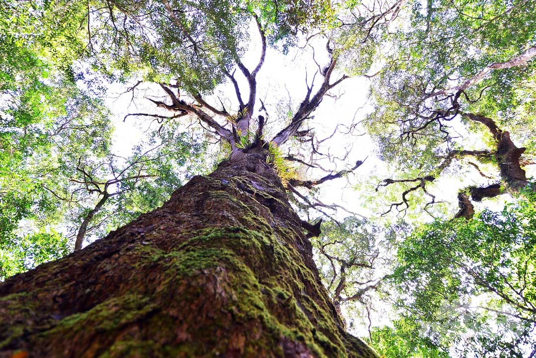 Thông hai lá dẹt cổ thụ