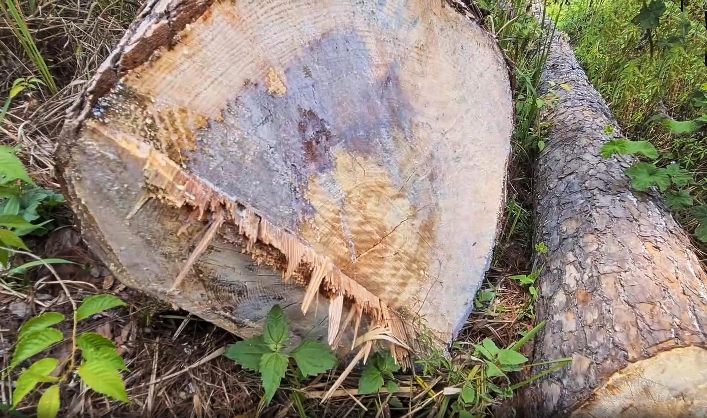 Những cây thông trăm tuổi bị triệt hạ