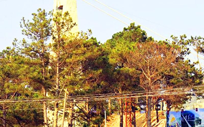 Thông nội ô Đà Lạt chết đứng