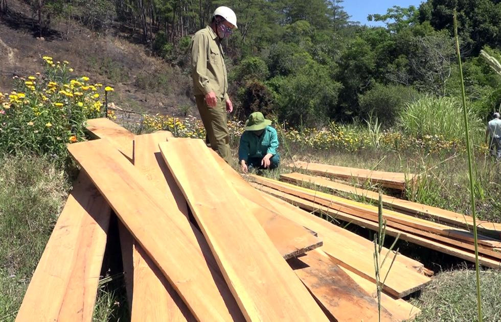 Thông dưới chân đèo Prenn bị lén lút cưa hạ, xẻ gỗ tại chỗ