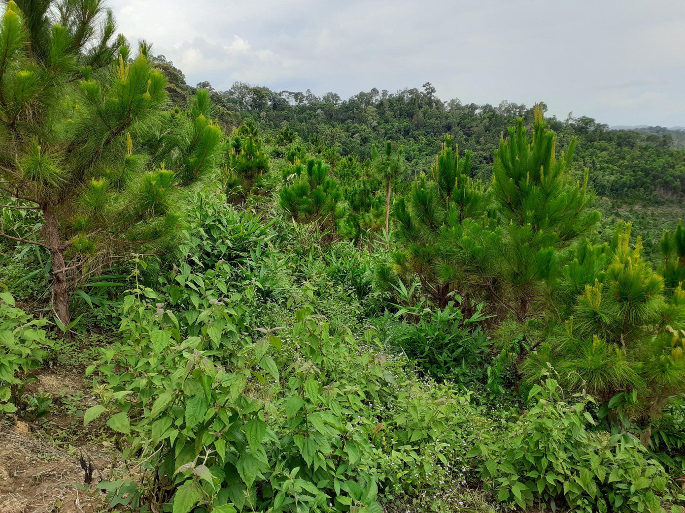 Thông do hộ cá thể trồng nhưng khi khai thác phải xin phép