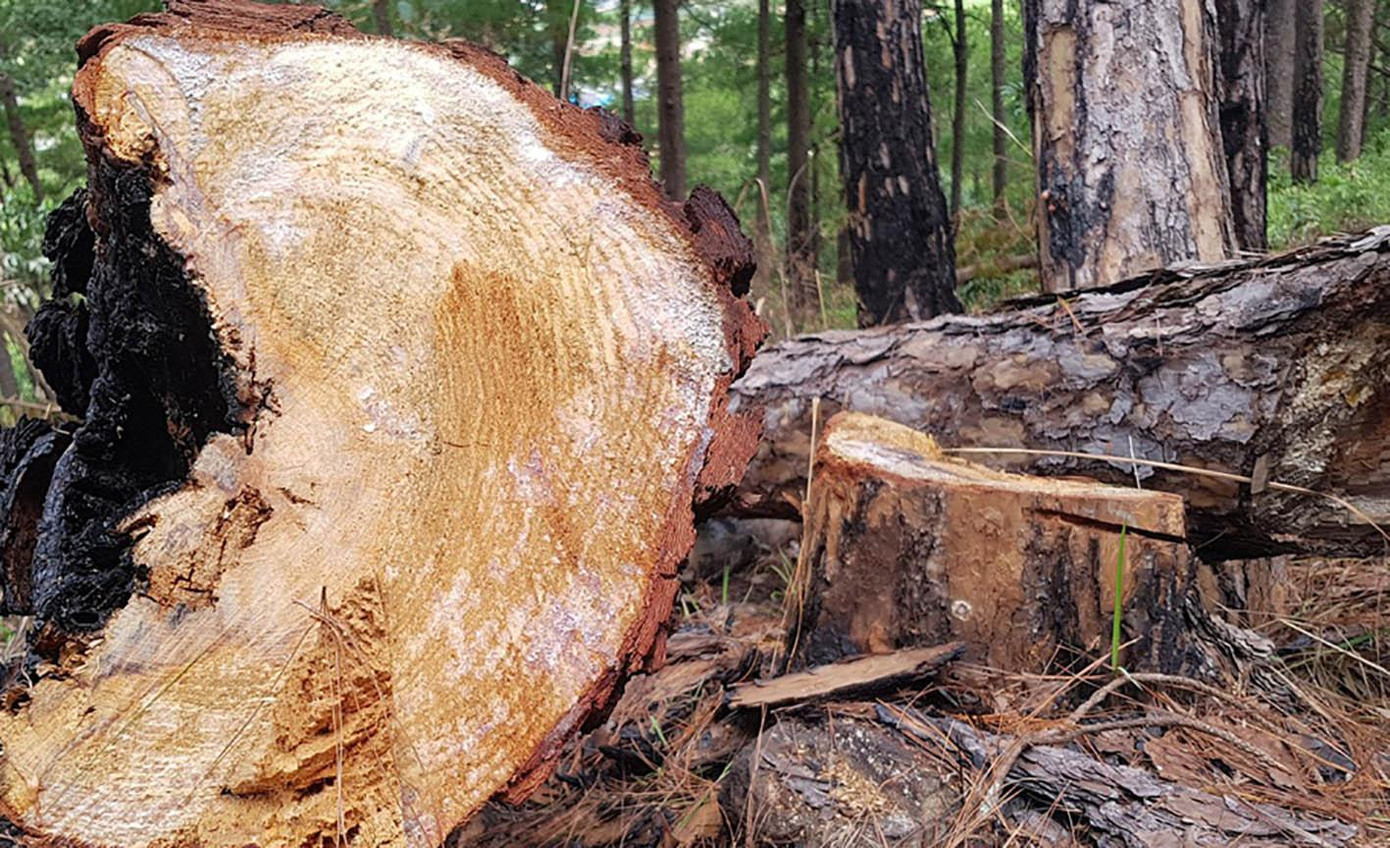 Cây có đường kính lớn bị cưa hạ