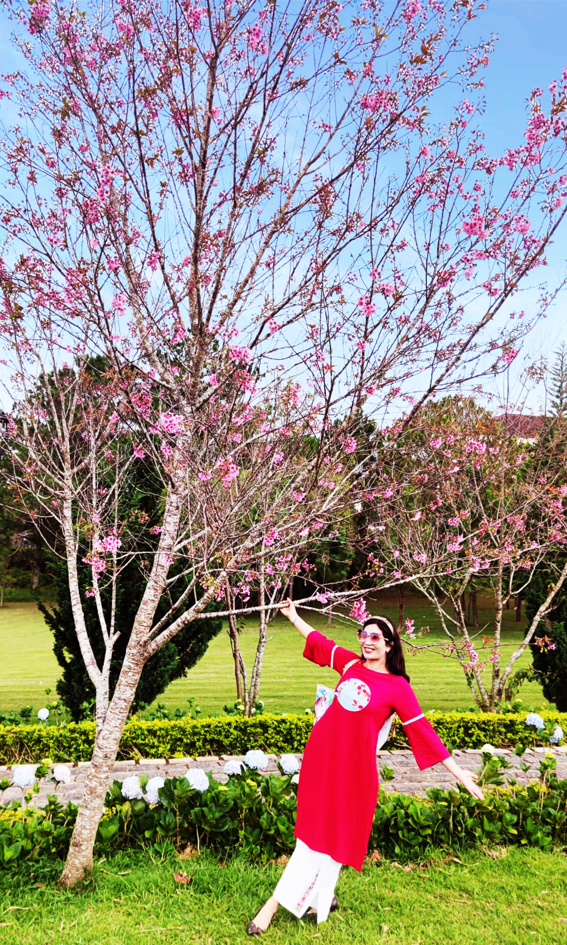 Chụp ảnh lưu niệm với hoa mai anh đào Đà Lạt Chụp ảnh lưu niệm với hoa mai anh đào Đà Lạt