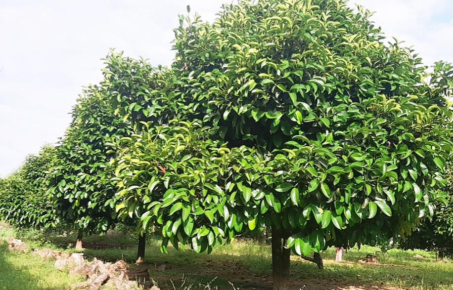 Nông dân đã gom sạch lá rụng dưới gốc để bán, chính quyền cảnh báo không nên chặt cành, hái lá