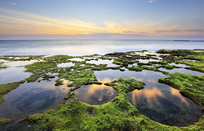 Bãi rêu ở huyện Ninh Hải. Ảnh: Võ Trang