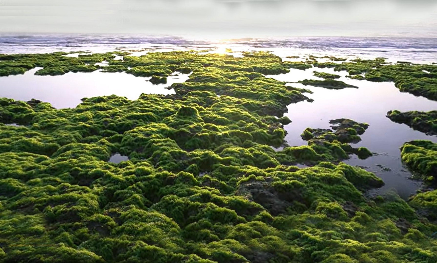 Một góc bãi rêu ở thôn Từ Thiện