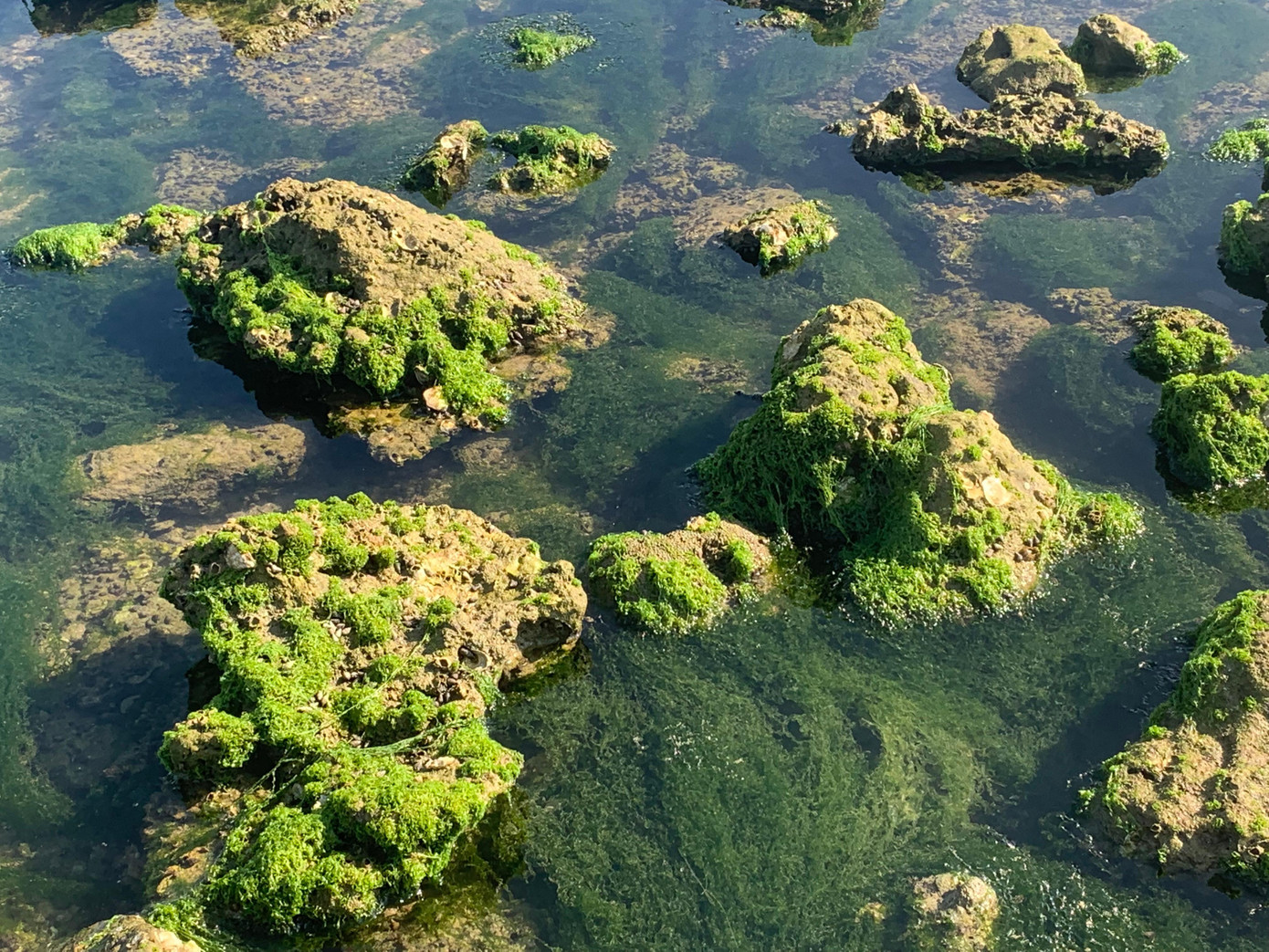 Thủy triều rút để lộ ra bãi rêu