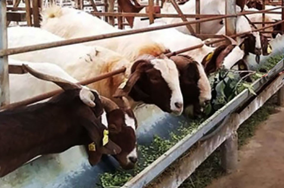 Đẩy mạnh chăn nuôi dê Đẩy mạnh chăn nuôi dê