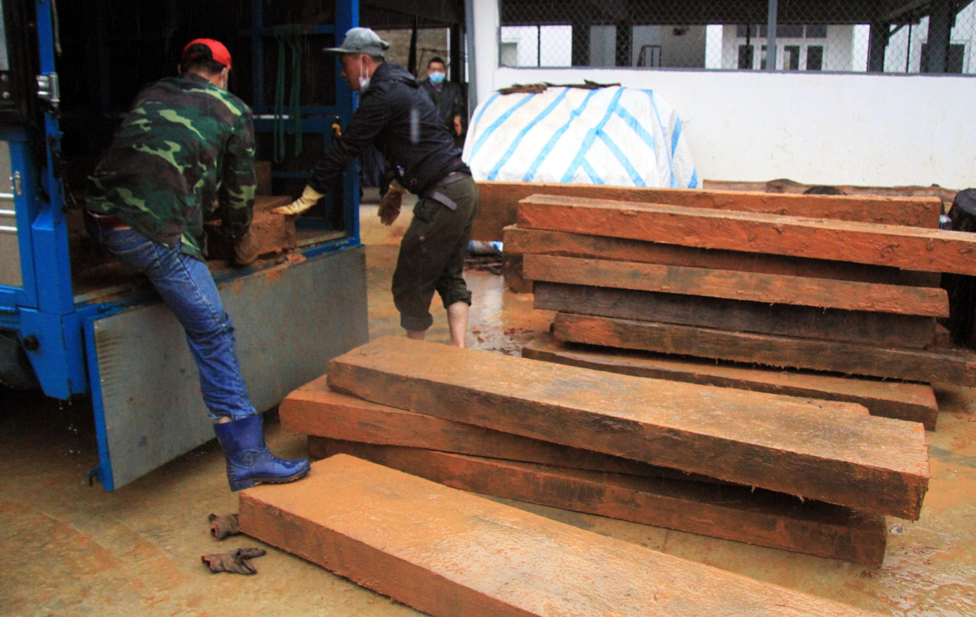 Đưa gỗ dổi về Hạt Kiểm lâm Đà Lạt Đưa gỗ dổi về Hạt Kiểm lâm Đà Lạt