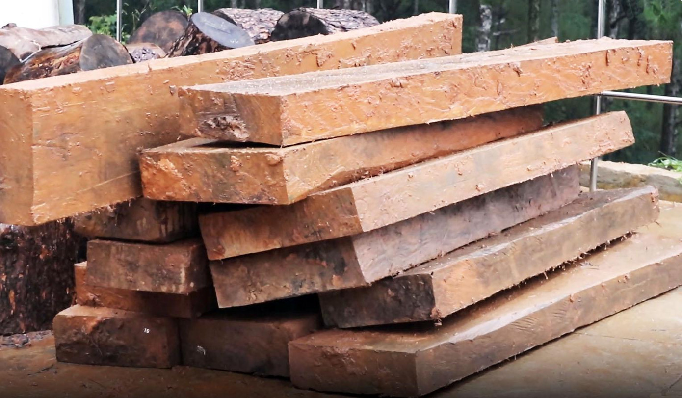 Từ 3 vụ ‘xẻ thịt’ dổi cổ thụ, điều tra đường dây đưa gỗ lậu về Đà Lạt ảnh 1 Từ 3 vụ ‘xẻ thịt’ dổi cổ thụ, điều tra đường dây đưa gỗ lậu về Đà Lạt ảnh 1