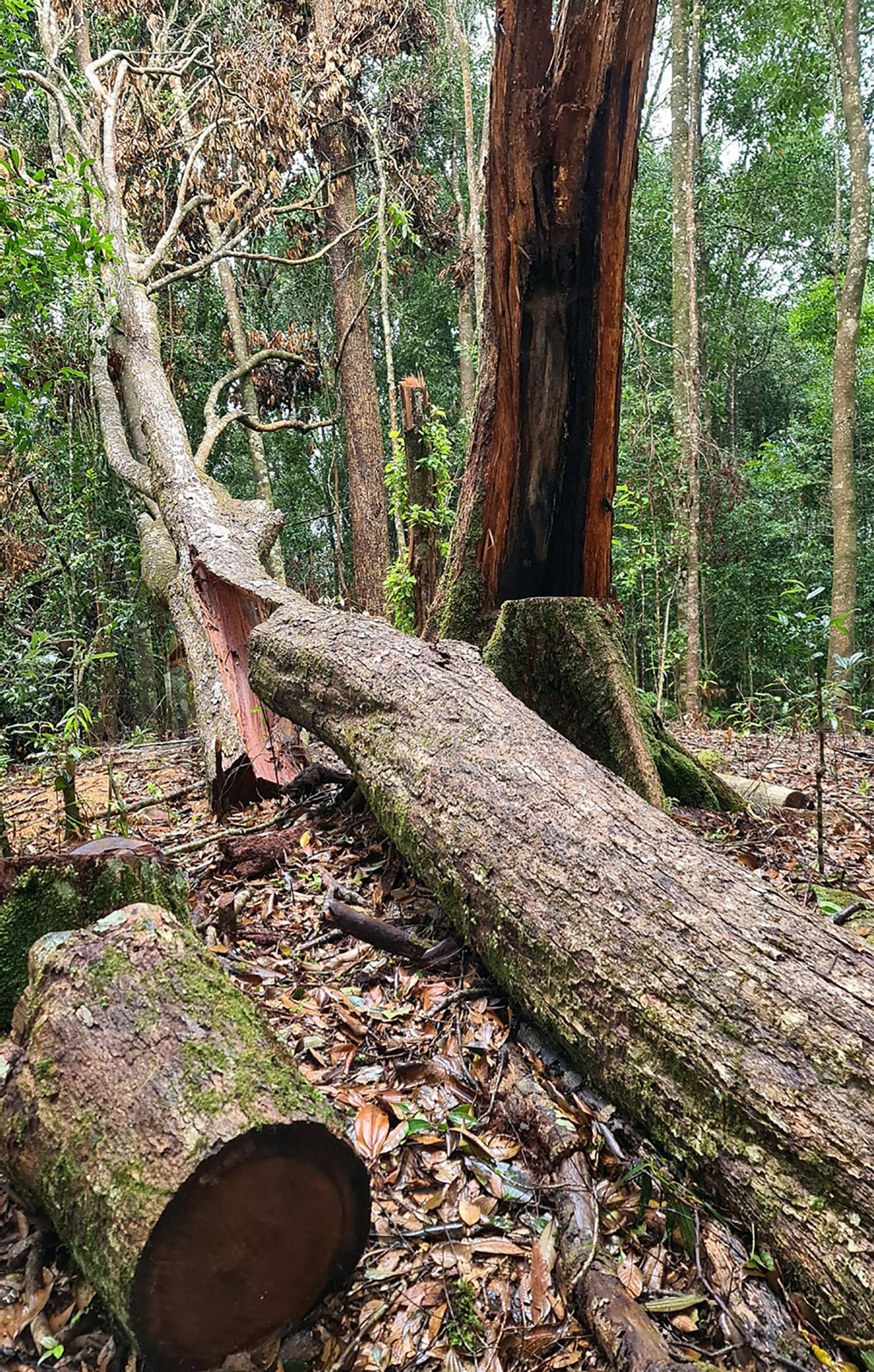 Rừng dổi cổ thụ bị triệt hạ ở Lâm Hà Rừng dổi cổ thụ bị triệt hạ ở Lâm Hà