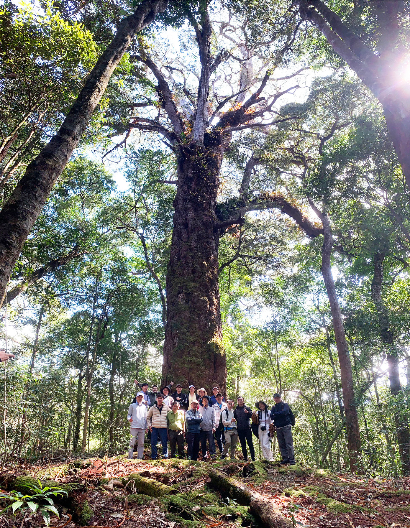 "Sứ giả thời tiền sử" rất cao, tán rộng